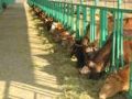 安徽肉牛养殖场