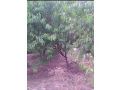 山桃树，8公分山桃树报价，运城山桃树种植专家