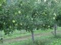 苹果树，咨询苹果树价格信息尽在中国企业链
