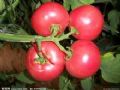 西红柿，优质西红柿批发，晋南西红柿基地